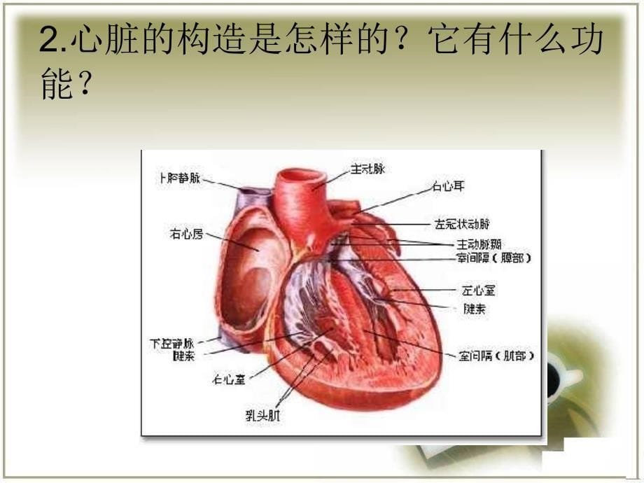 四年级下科学ppt课件-心脏的保健首师大版_第5页