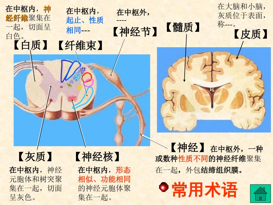 解剖神经系统1_第3页