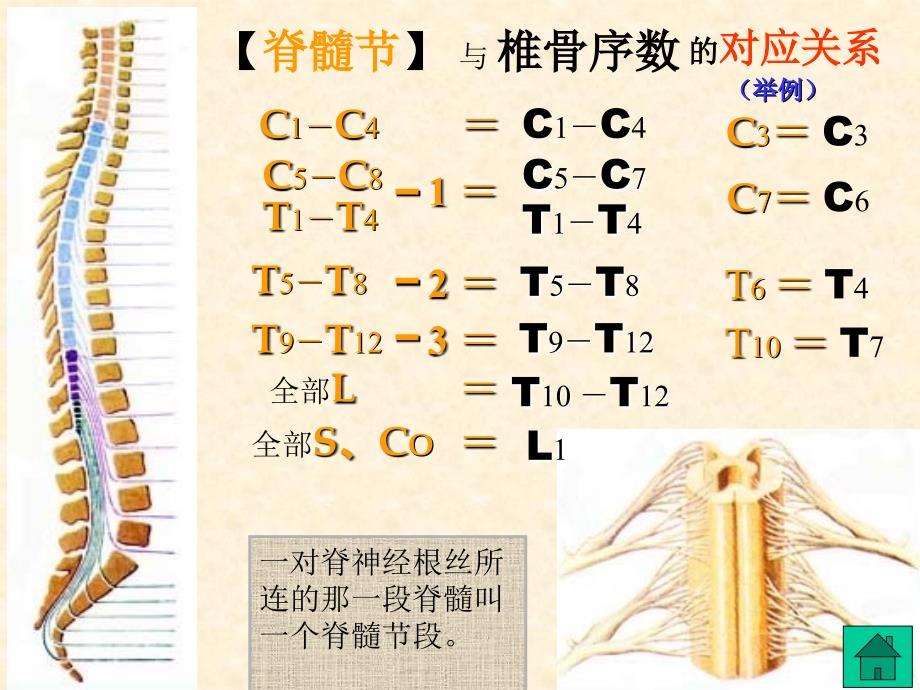 解剖神经系统1_第4页