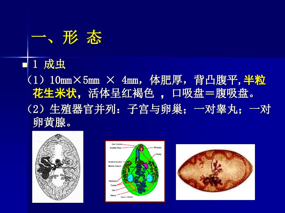 人体寄生虫学——肺吸虫_第4页