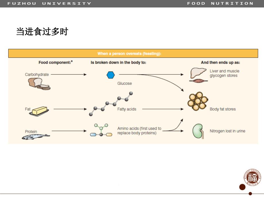 食品营养学03-营养与能量平衡_第4页