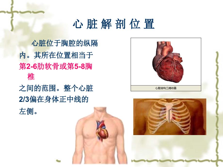 心脏基础解剖PPT课件_第3页