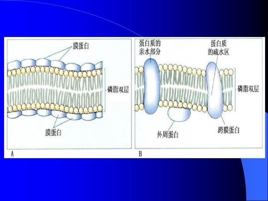 第二节真核细胞的_第5页