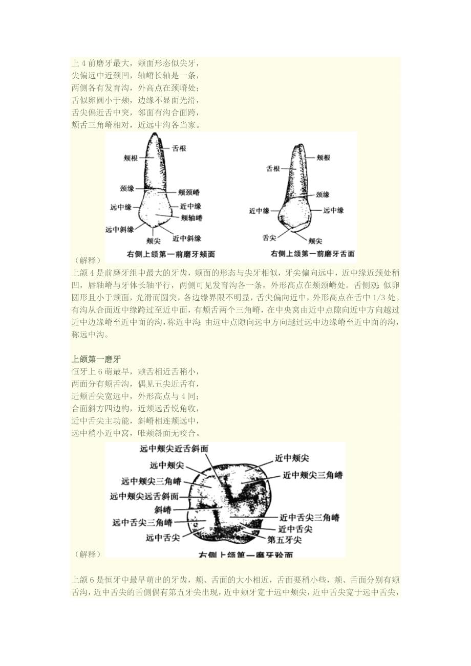 口腔知识速记之牙齿形态记忆口诀(附加图片)_第2页