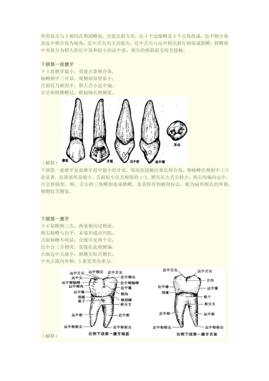 口腔知识速记之牙齿形态记忆口诀(附加图片)_第3页