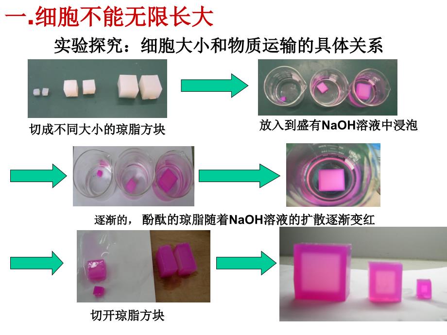 【人教版新教材】《细胞的增殖》课件1_第2页