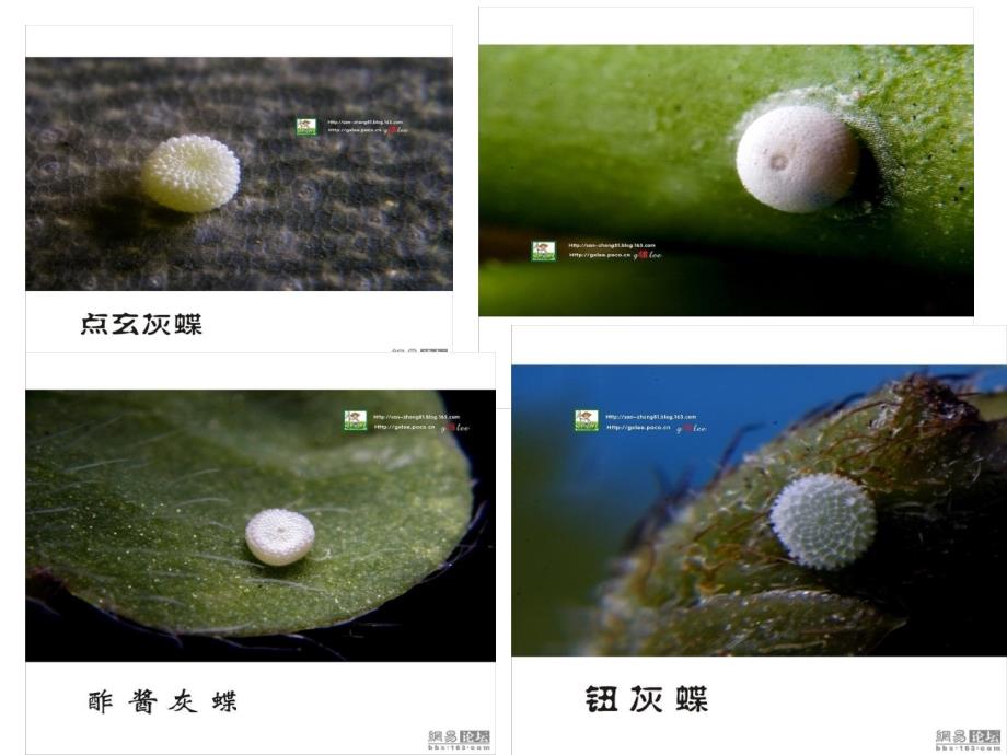 小学四年级下册-科学-2.6-动物-的卵-教科版-(31张)ppt课件_第4页