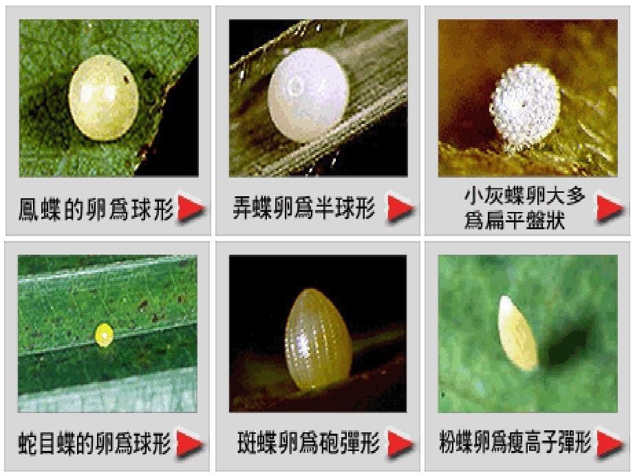 小学四年级下册-科学-2.6-动物-的卵-教科版-(31张)ppt课件_第5页