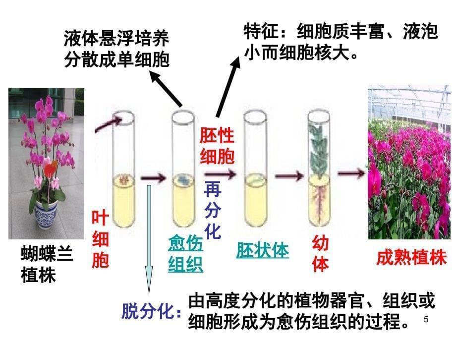 浙科版高中生物克隆技术植物的克隆分享资料_第5页