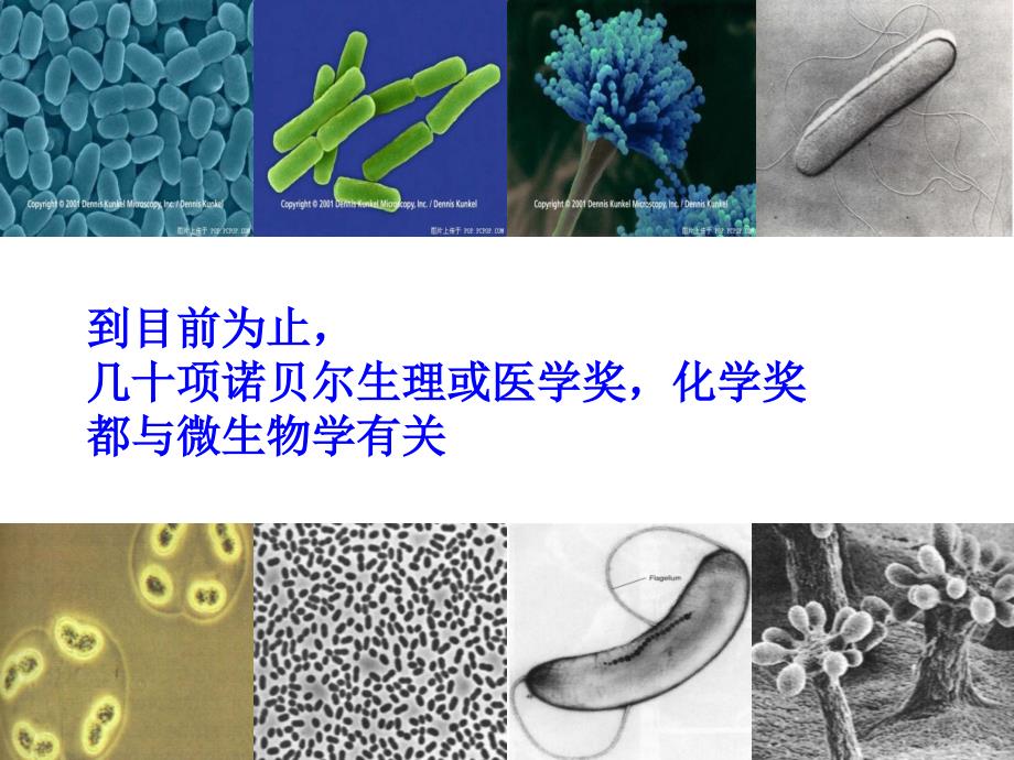 选修12.1微生物的实验室培养_第4页