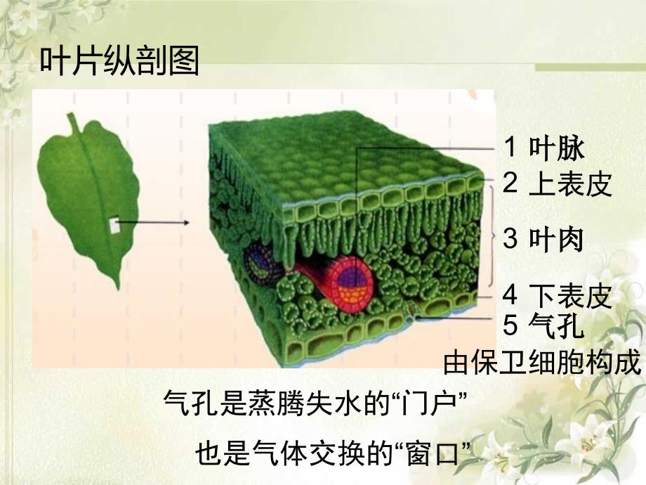 绿色植物的三大作用复习PPT_第4页