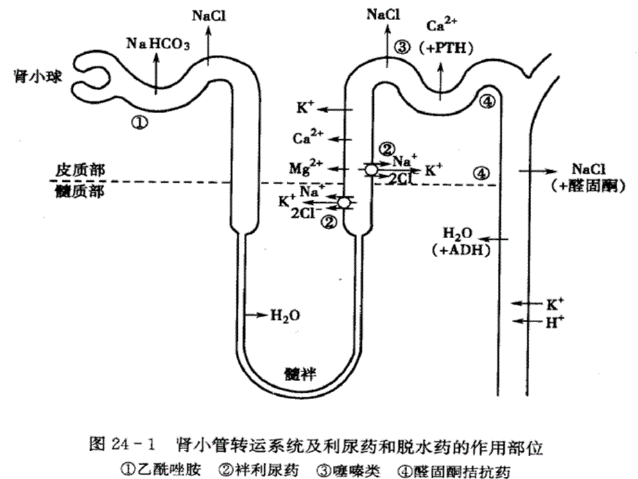 心血管系统药理学_第4页