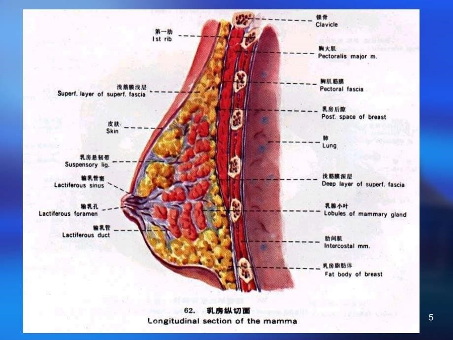 乳腺肿瘤病人的护理ppt课件_第5页