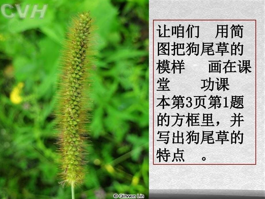 教科小学科学三上1.3大树和小草PPT课件4精选_第5页