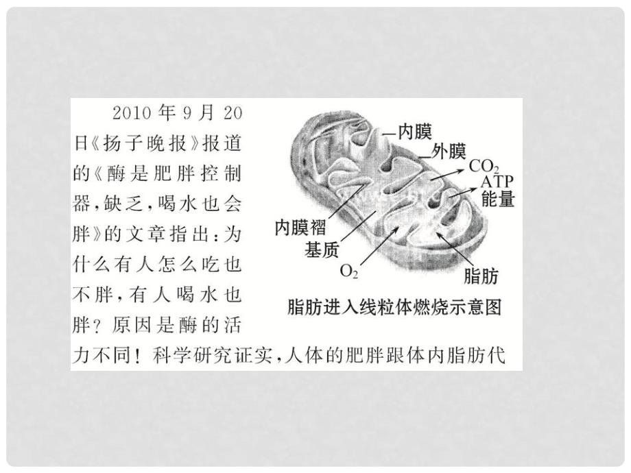 高中生物 3.3酶课件 浙科版必修1_第2页