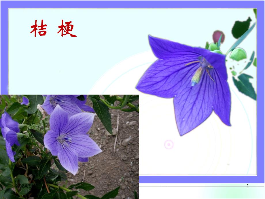 桔梗种植技术_第1页
