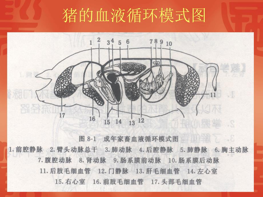 猪的采血技术PPT课件_第4页