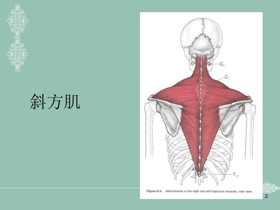 肌筋膜激痛点治疗斜方肌_第2页