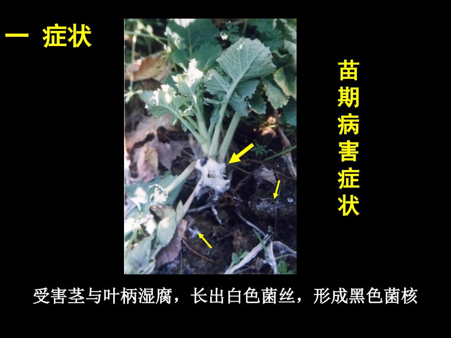 植物保护学通论：第四章 油菜玉米病害_第3页