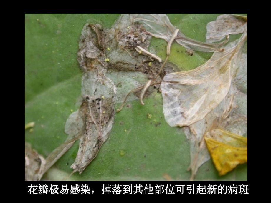 植物保护学通论：第四章 油菜玉米病害_第4页