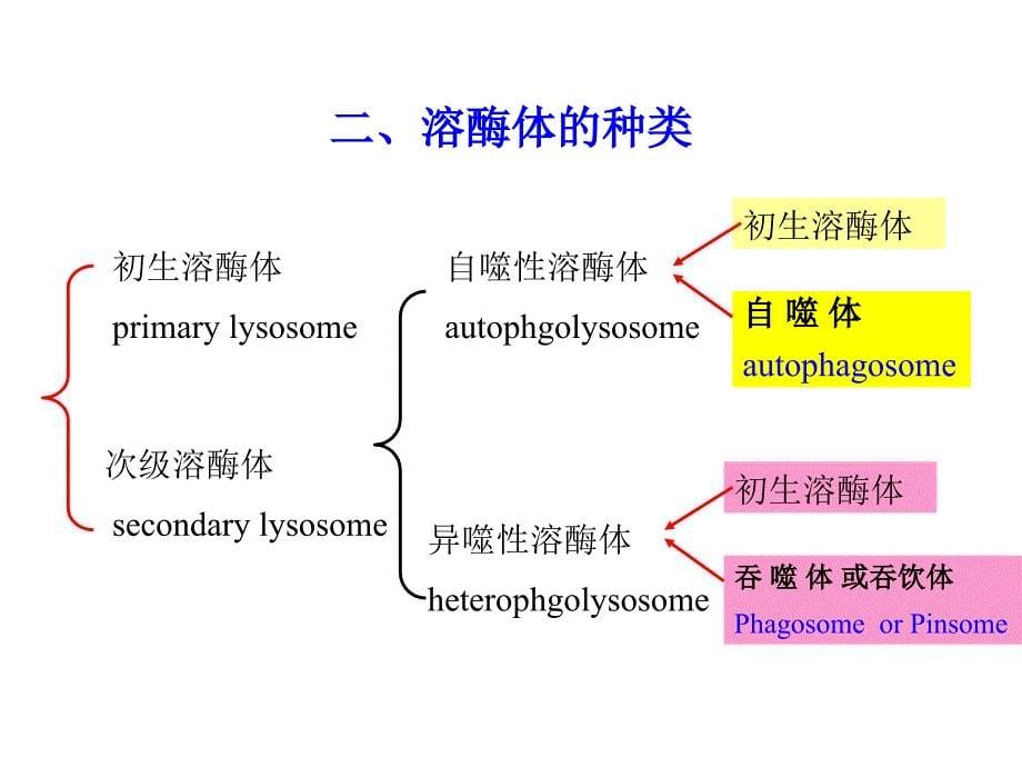 细胞的内膜系统D容酶体_第5页