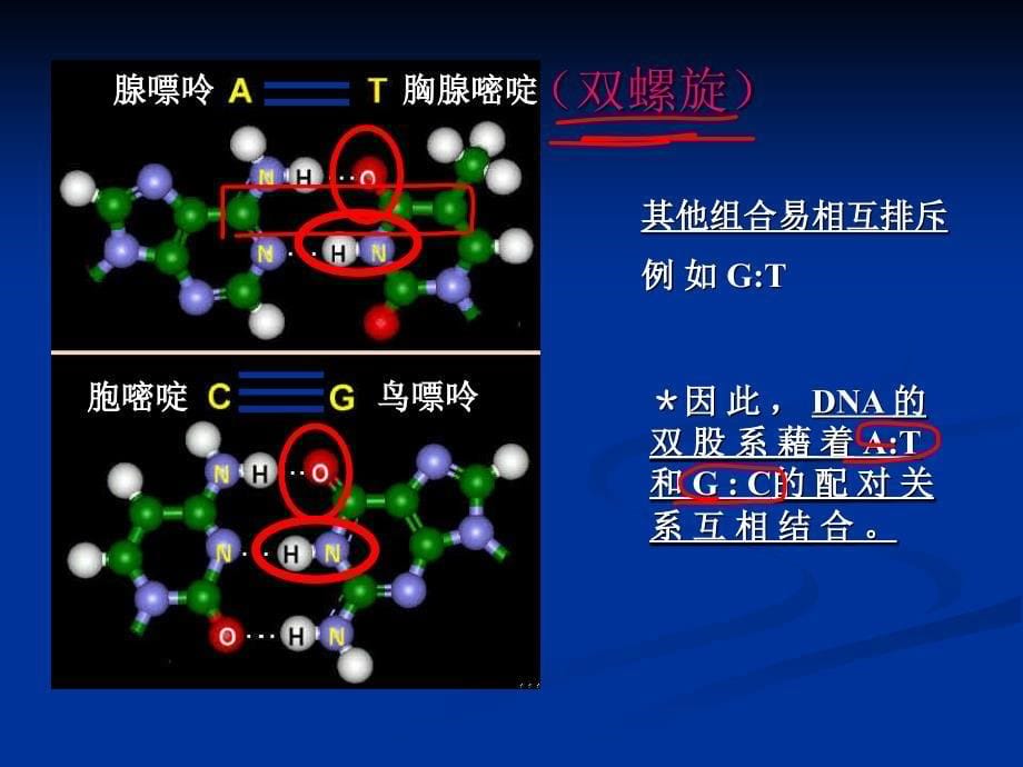 第二章核酸化学2_第5页