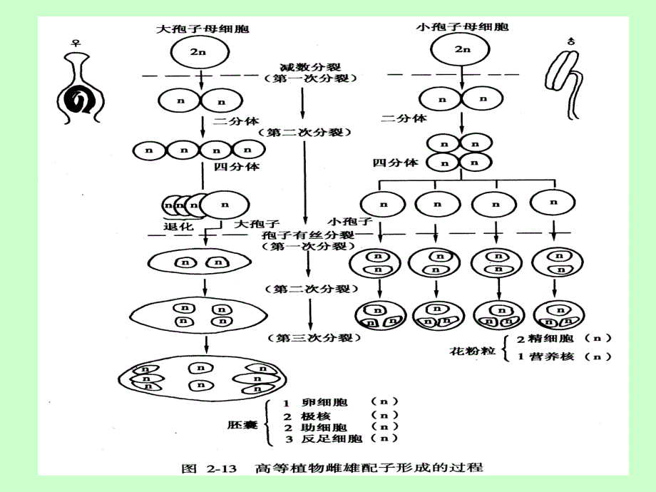 五节配子的形成与受精_第3页