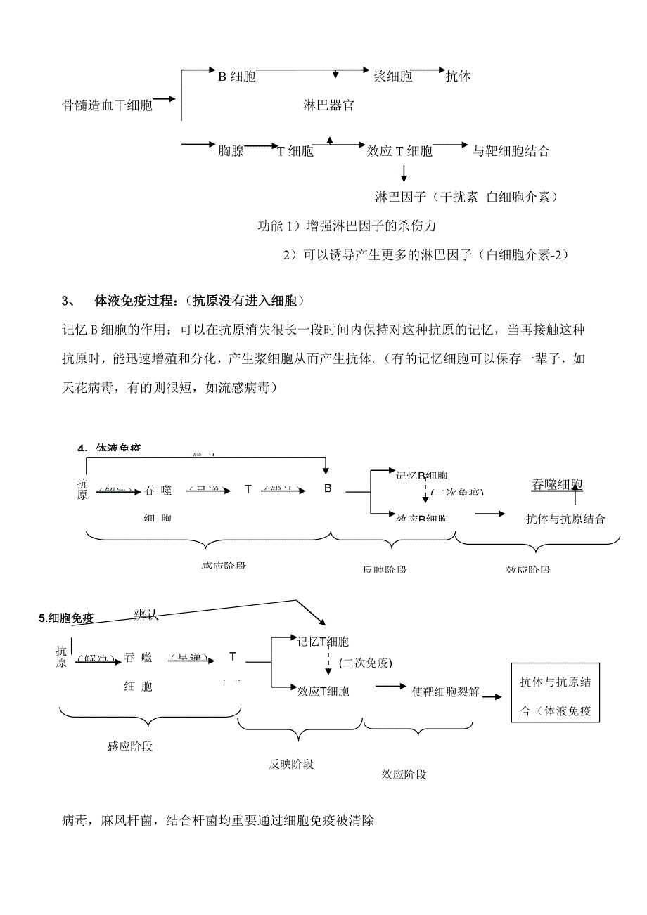 2023年免疫调节免疫调节知识点总结详细_第4页