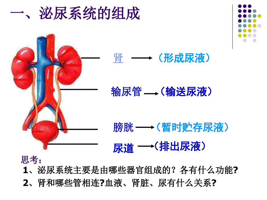 人体内的废物的排出_第3页