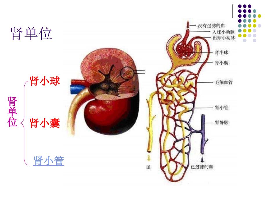 人体内的废物的排出_第4页