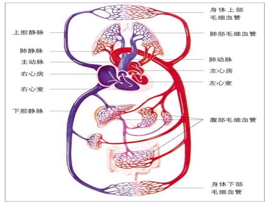 北师大版七年级下+第一节+血液+课件_第2页