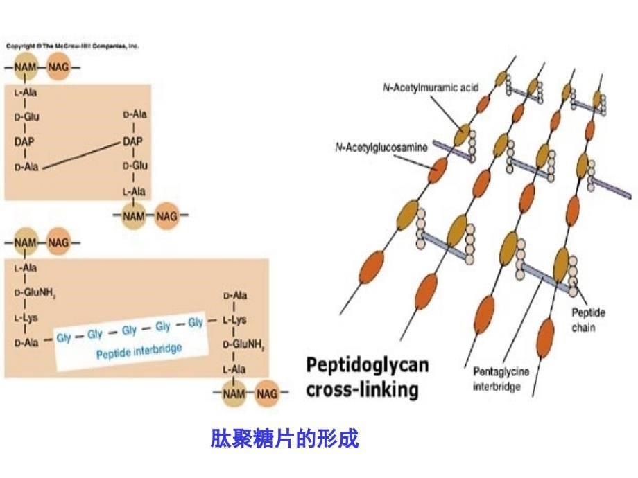 β-内酰胺类抗生素ppt课件_第5页