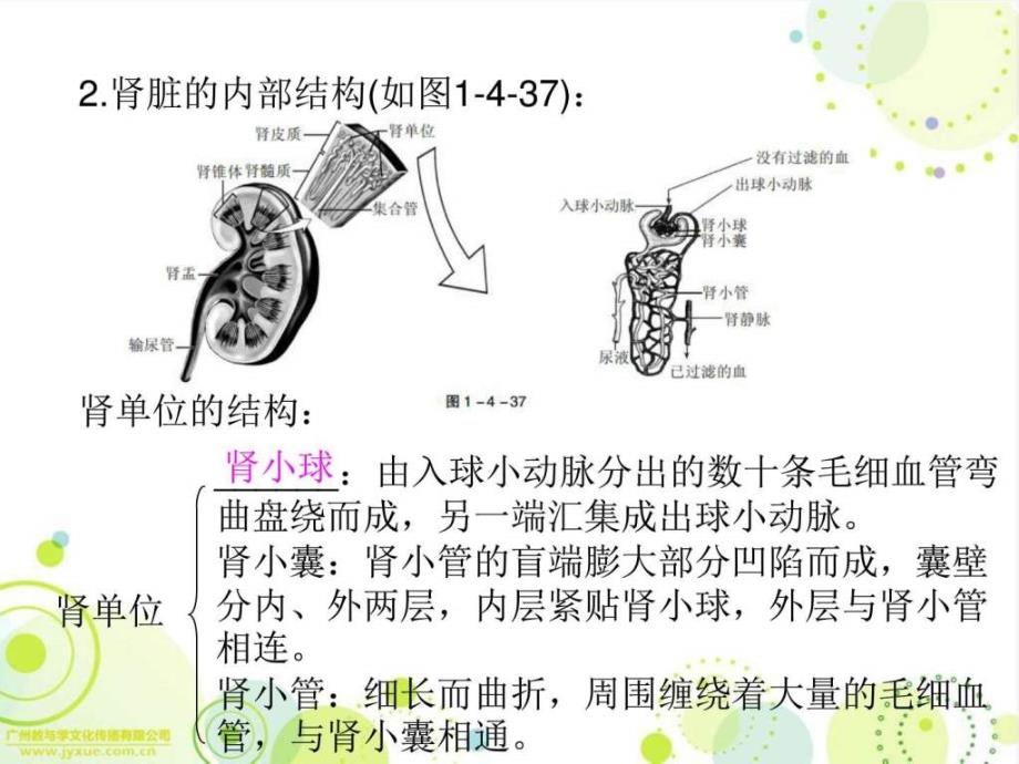 广东省中山市人教版初中生物中考精美复习课件第13_第3页