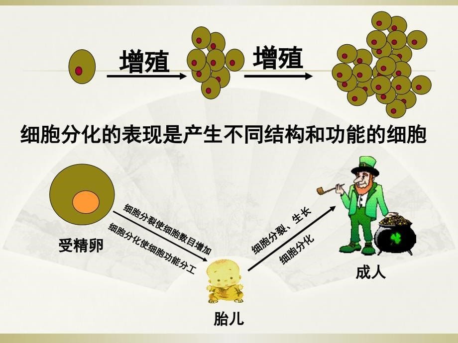 《医学细胞生物学》课件：第十三章 细胞分化_第5页