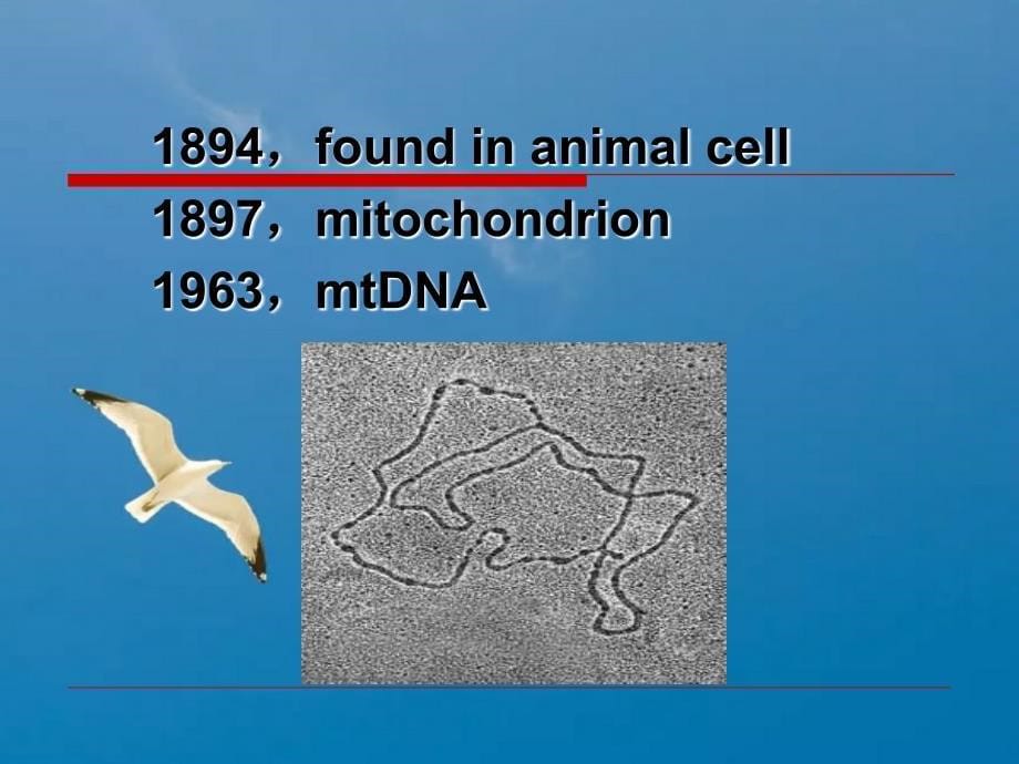 第九章线粒体遗传病ppt课件_第5页
