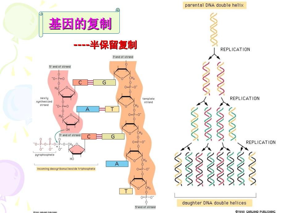 医学遗传学：第二章 DNA与遗传信息传递_第3页