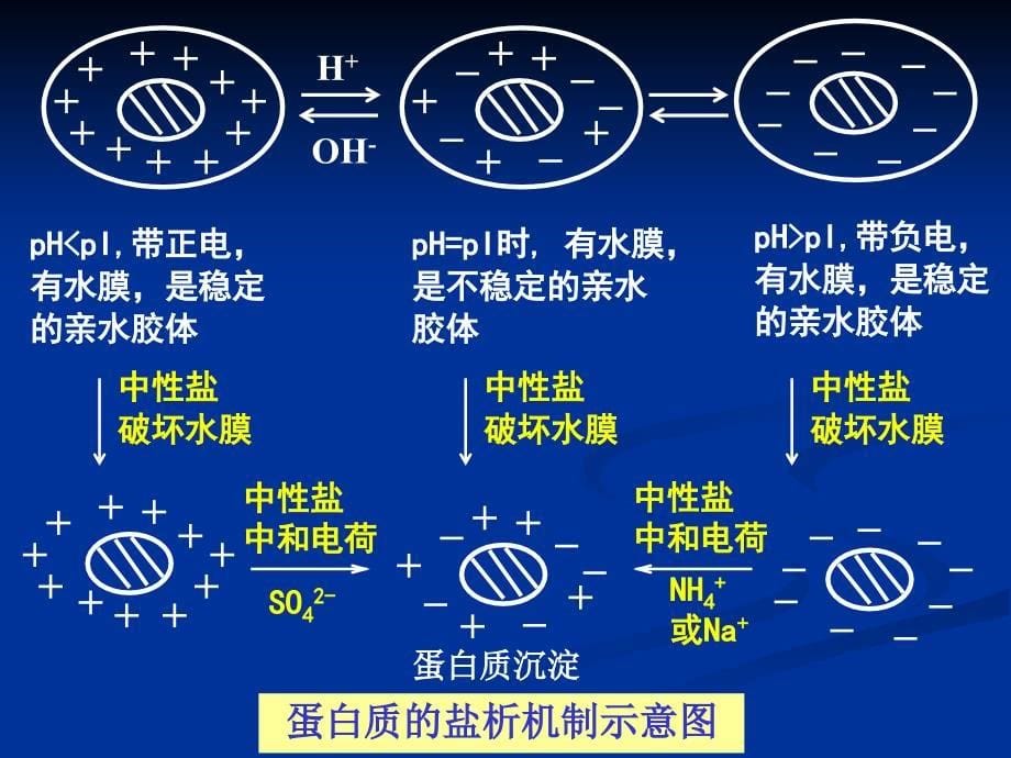 化学盐析沉淀法_第5页