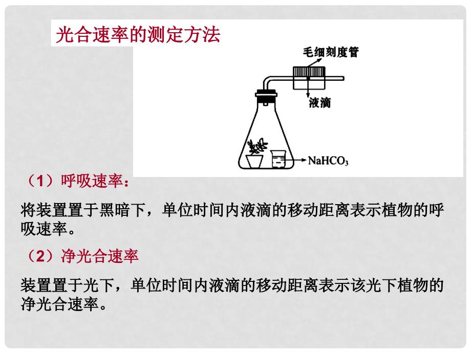 高三生物第一轮复习课件光合作用题型回顾精讲版1_第4页