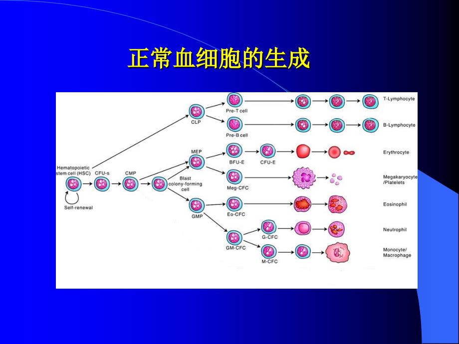 诊断学课件：骨髓细胞形态学检查_第2页