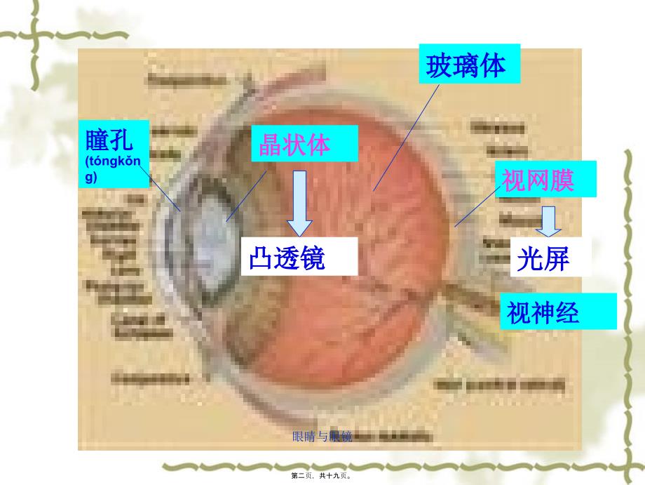 眼睛与眼镜课件_第2页