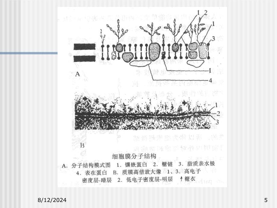 教学课件选修课电镜技术质膜及其特化物的超微结构与超微病变_第5页