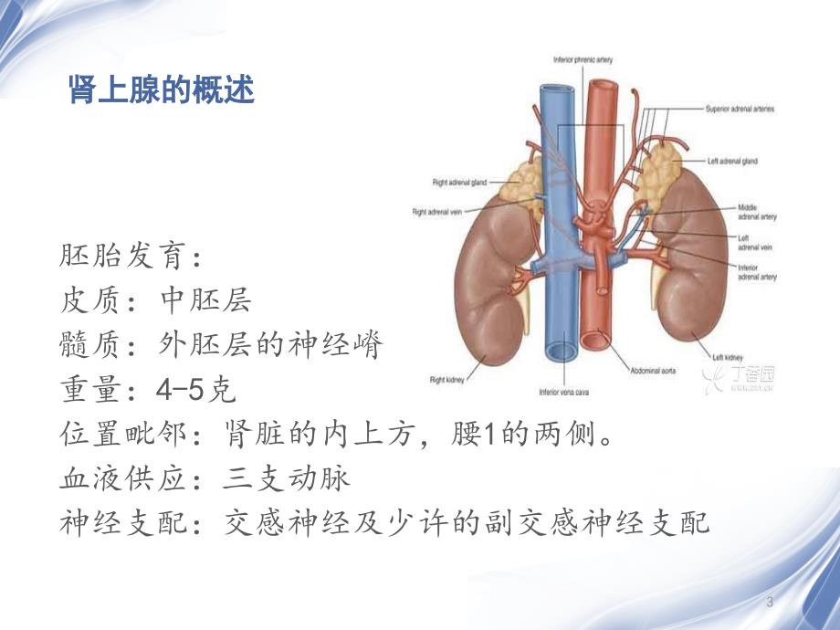 肾上腺肿瘤CT_第3页