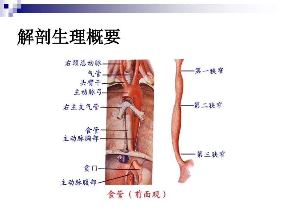 食道癌ppt课件_第3页