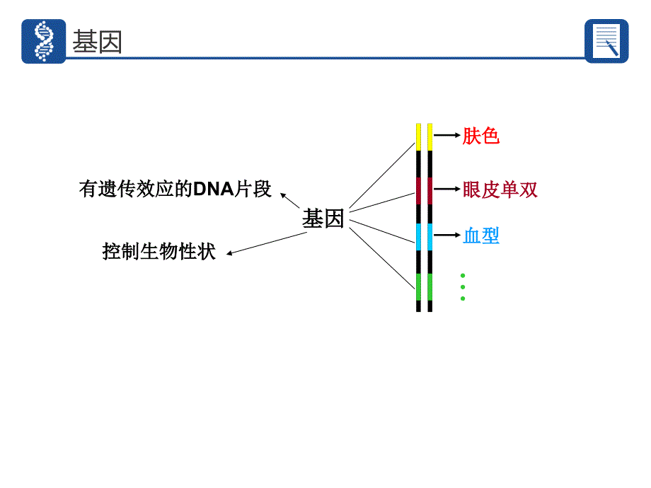 DNA复制和蛋白质合成_第2页