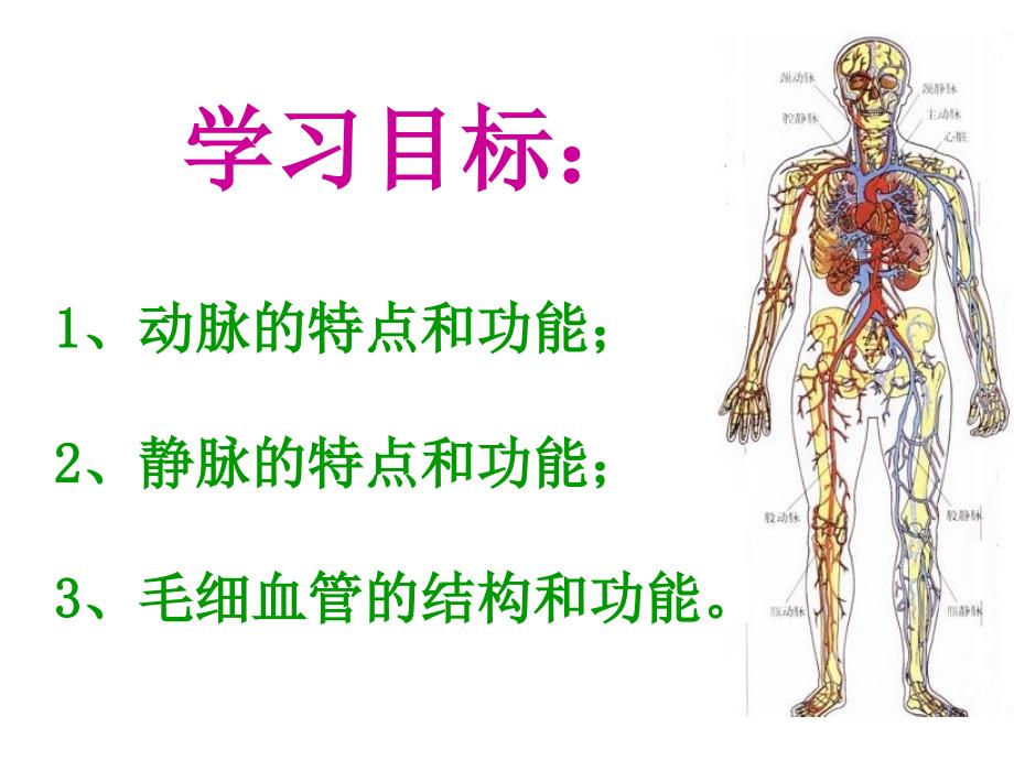 上课用孙凤霞第二节血流的管道-血管课件__第2页