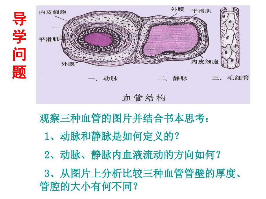 上课用孙凤霞第二节血流的管道-血管课件__第3页