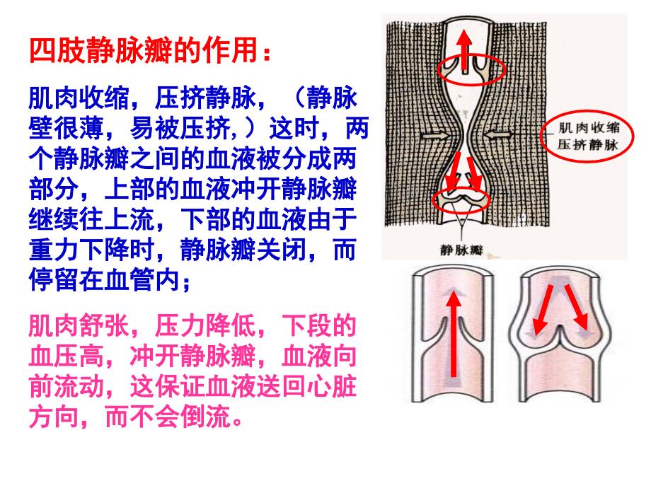 上课用孙凤霞第二节血流的管道-血管课件__第4页