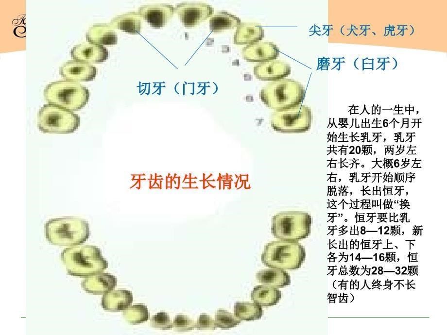 爱牙日班会少先队活动讲_第5页