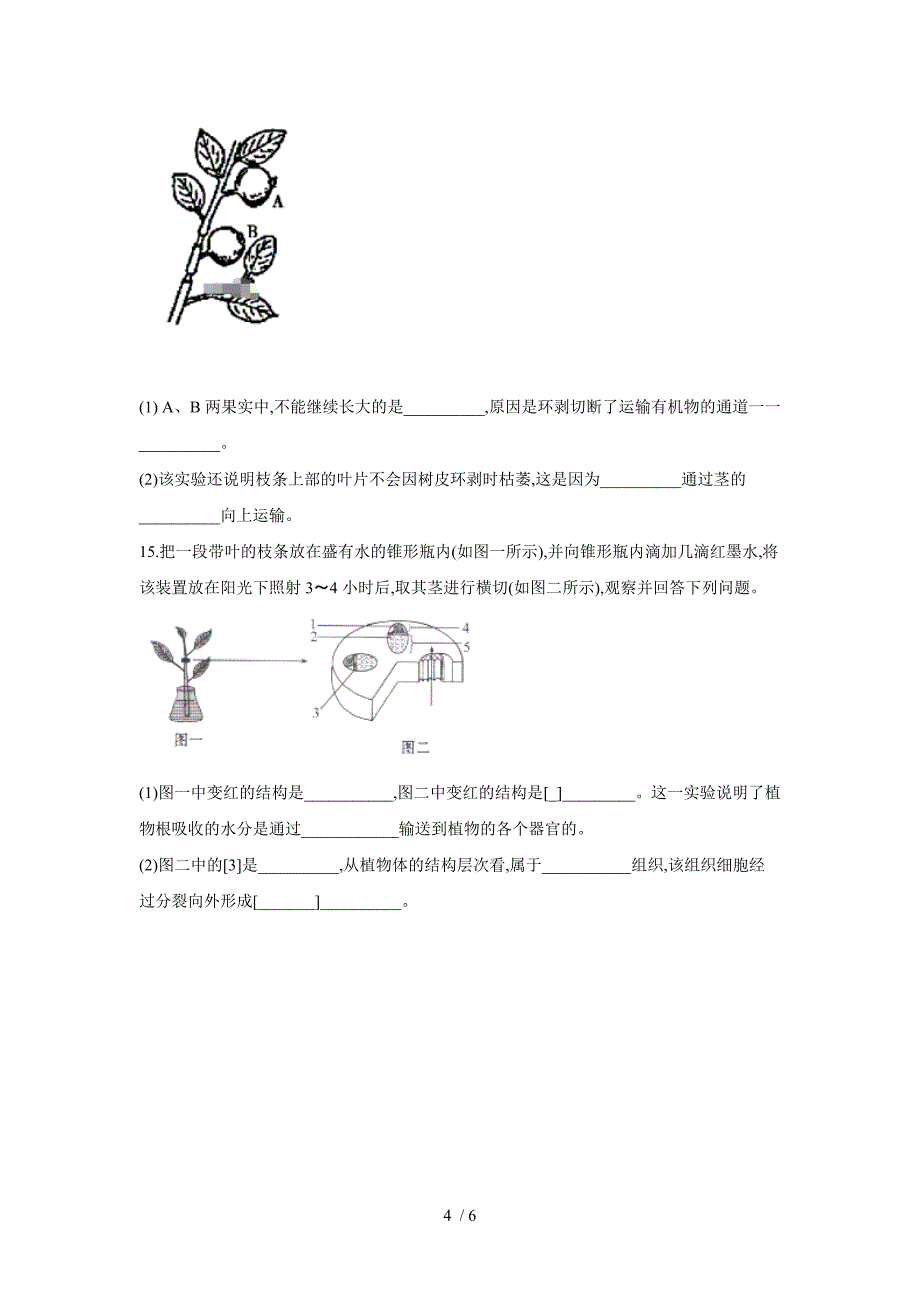 七年级生物上册北师大版同步课时作业3.5.5运输作用_第4页