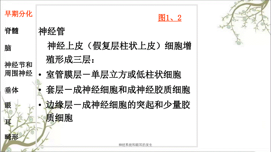 神经系统和眼耳的发生_第3页